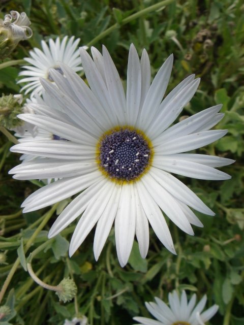 Arctotis venusta